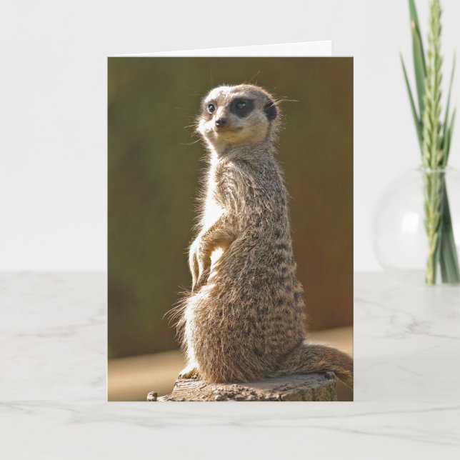 Carte Meerkat Birthday (Devant)