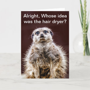 Carte Meerkat de brushing