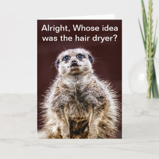 Carte Meerkat de brushing