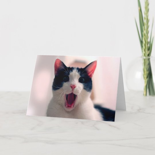 Carte Meme De Chat Chat Drole Memes Droles De Chat Zazzle Ca