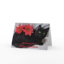 Meowny Noël Chat noir Rouge Poinsettias Photo