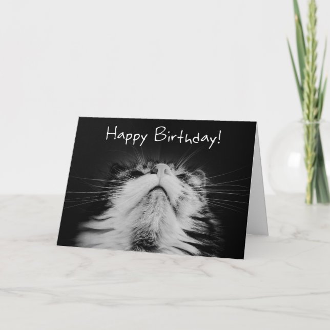 Carte Meowvelt Anniversaire (Devant)