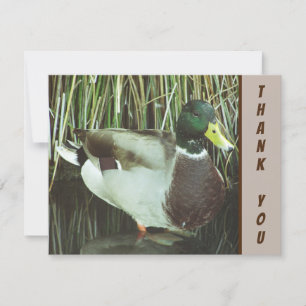 Carte Merci Mallard Duck Appréciation des oiseaux sauvag