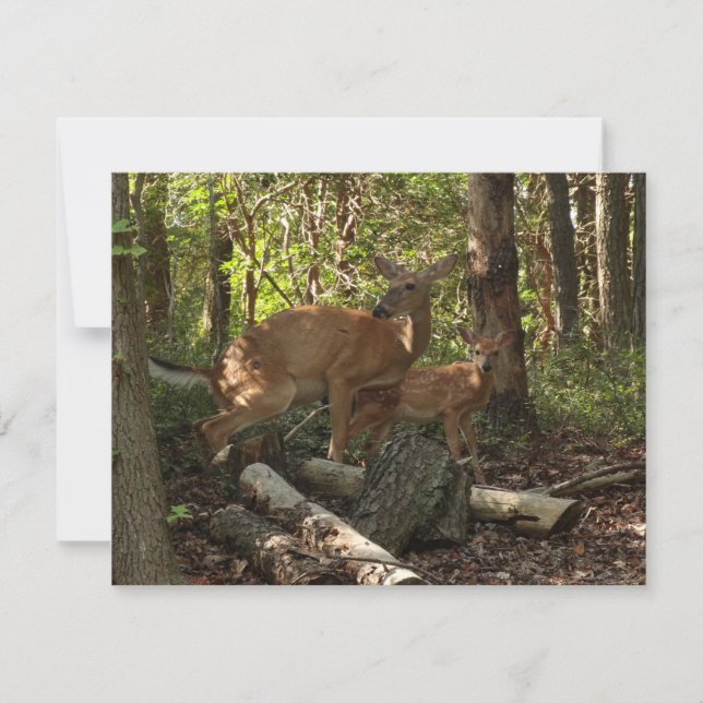 Carte Mère et bébé cerf au Parc national de Shenandoah (Devant)
