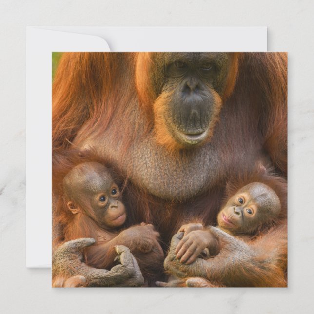 Carte Mère Orangoutane tenant deux bébés (Devant)