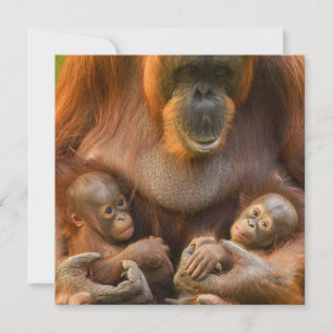 Carte Mère Orangoutane tenant deux bébés