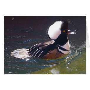 Carte Merganser à capuchon