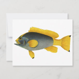 Carte Mérou bleu et jaune, faune marine vintage