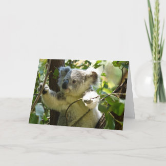 Carte Mignon Koala Ours Destin Nature Aussi Outback