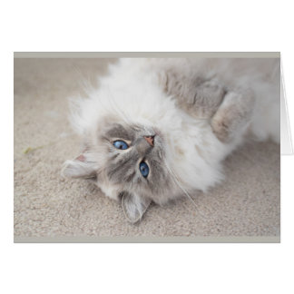 Carte mignonne de chat de Ragdoll