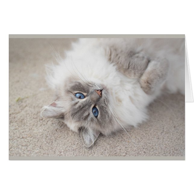 Carte mignonne de chat de Ragdoll (Devant horizontal)