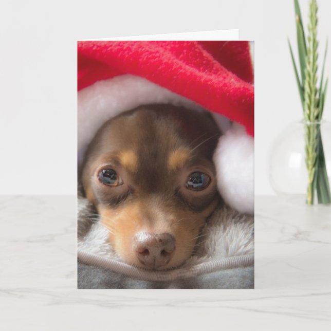 Carte mignonne de Feliz Navidad de chiwawa de Père (Devant)