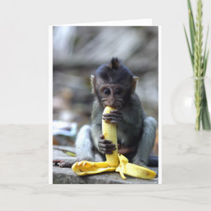Carte Mignonne singe macaque de bébé mangeant de la bana