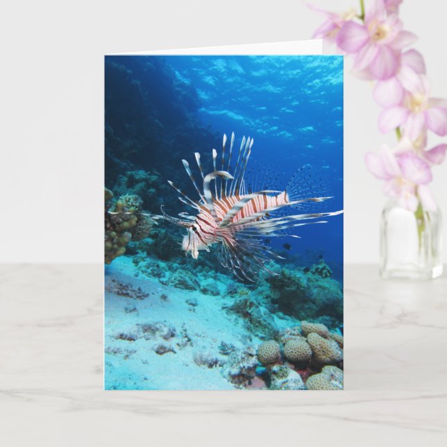 Carte Miles de poissons-lions ou de ptérois, poissons de (Orchidée)