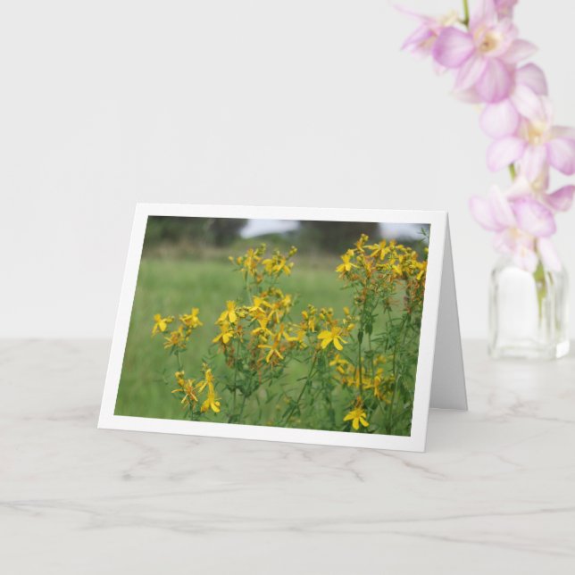 Carte Millepertuis Perforé Plante Fleurie (Orchidée)