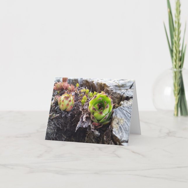 Carte mini cactus dans un journal (Devant)