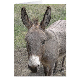 carte - Mini-Donkey