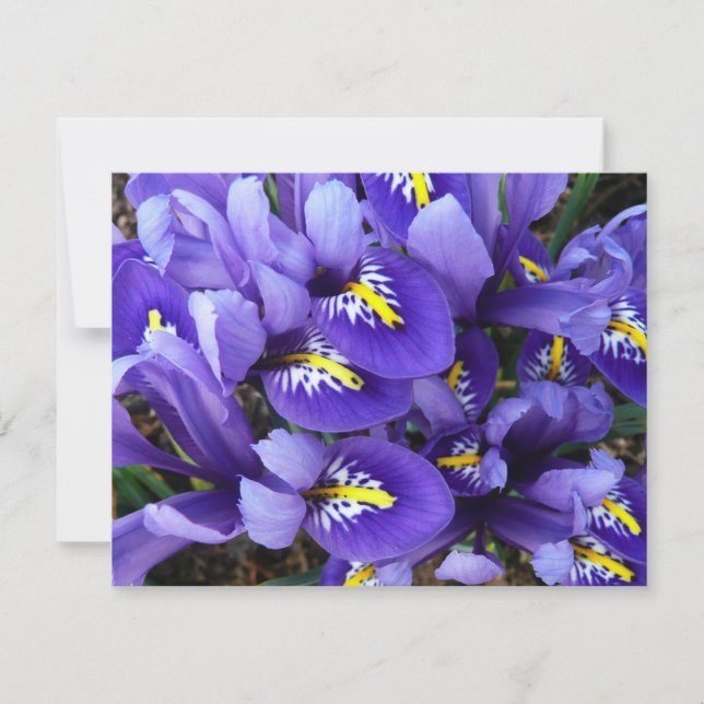 Carte Miniature Bleu Irises Printemps Floral (Devant)