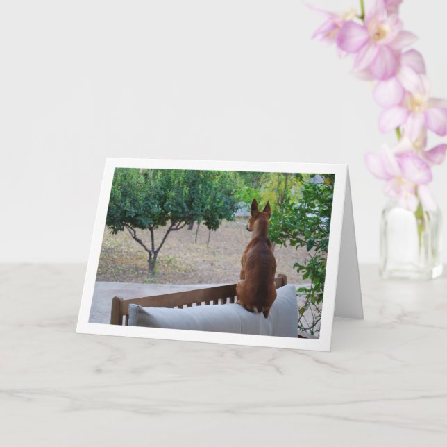 Carte Miniature Pinscher assise sur banc (Orchidée)