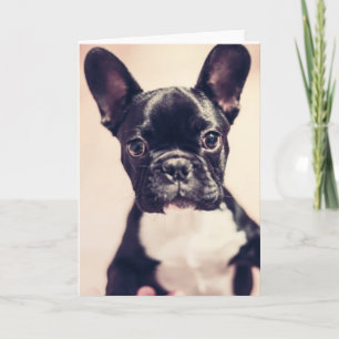 Carte Minuscule Chiot noir et blanc
