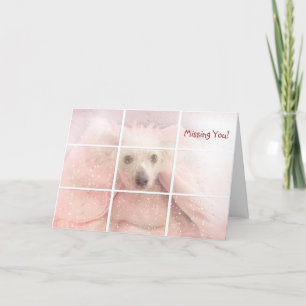 Carte Miss You-Chinese Crested Hairless Dog