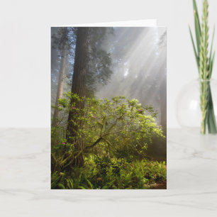 Carte Mist du matin sur Rhododendron