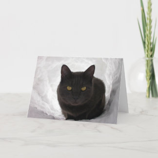 Carte Moby dans la neige