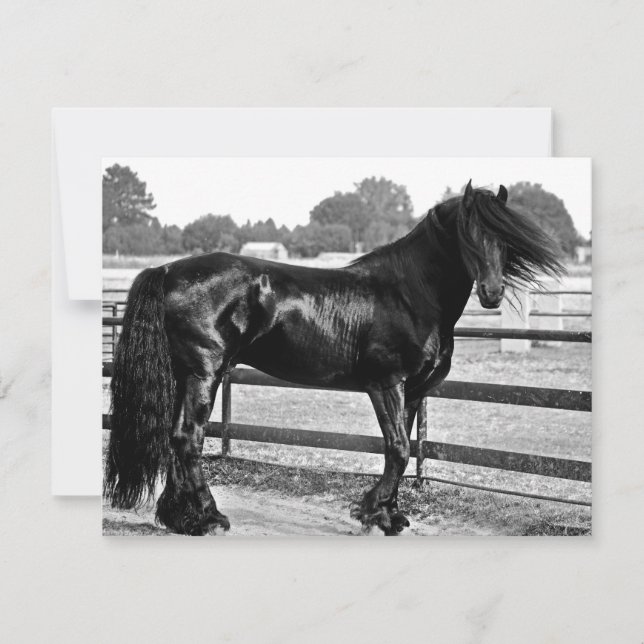 Carte Modélisation des chevaux (Devant)