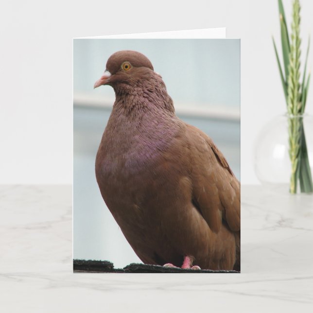Carte Modena Pigeon surnommé Big Red (Devant)