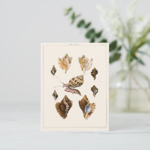 Carte Mollusques et escargots, organismes marins vintage