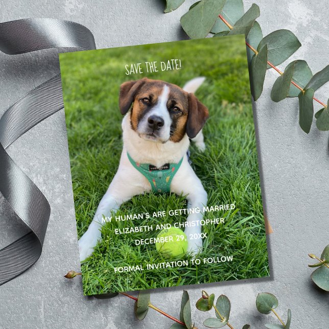 Carte Mon être humain se marie Photo Save the Date (My Human's Are Getting Married Dog Cat Photo Save the Date Cards.)