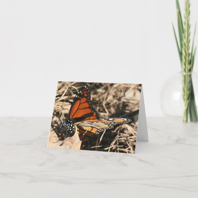 Carte Monarch Butterfly Posing Nature Photography Note (Devant)