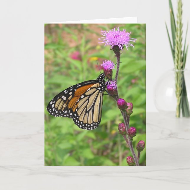 Carte Monarque/Liatris (Devant)
