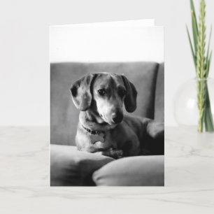 Carte Monsieur Daschund