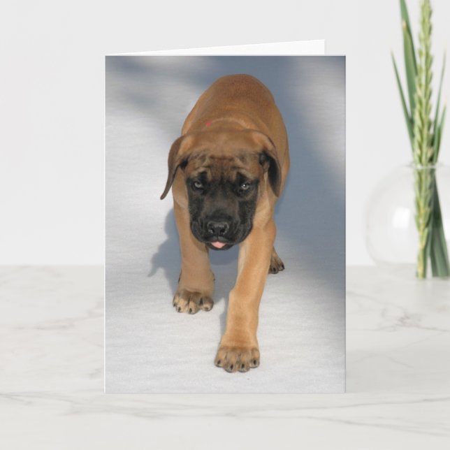Carte Montocard Mastiff Puppy d'Angleterre (Devant)