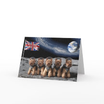 Moon Yorkies