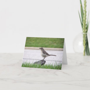 Carte Moqueur