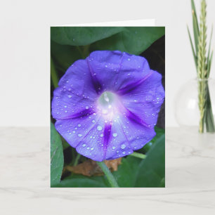 Carte Morning Glory Flowers , Ipomoea avec Raindrops