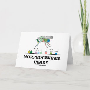 Carte Morphogenèse à l'intérieur (gènes Drosophila Fruit