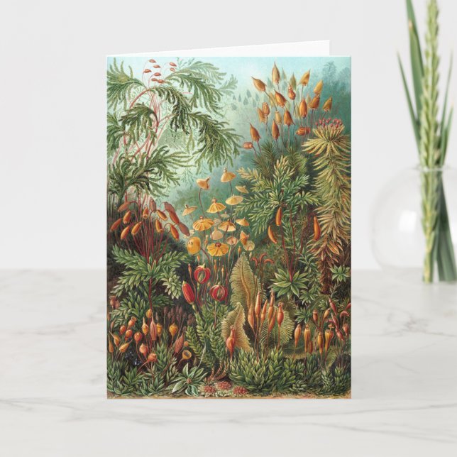 Carte Moss (Muscinae) par Haeckel (Devant)