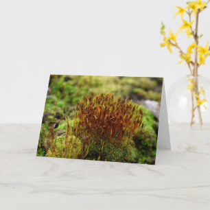 Carte Mosses, Printemps éveil