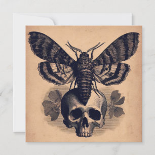 Carte Moth on Skull Antique Goth Horror Illustration