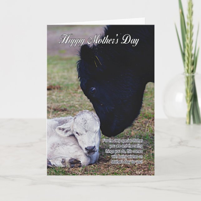 Carte Mother's Day Card With Spring Cow and Calf - Speci (Devant)