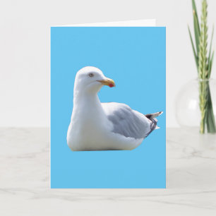 Carte Mouette paisible reposant oiseau océan ciel bleu
