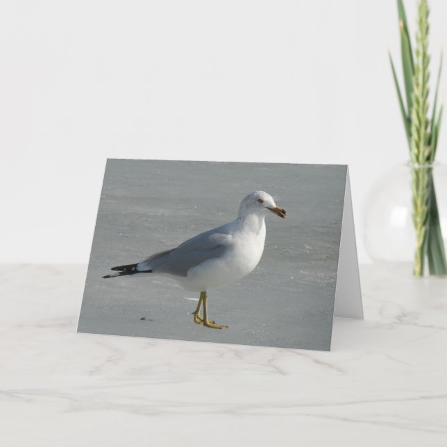 Carte Mouette sur glace (Devant)