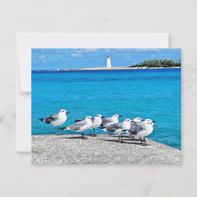 Carte Mouettes, Nassau, Bahamas (Devant)