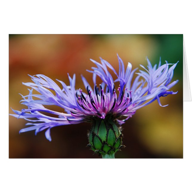 Carte Mountain Bluet (Devant horizontal)