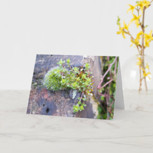 Carte Mousses avec de minuscules Fleurs, Éveil de printe