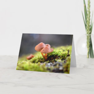 Carte Mousses et lichens avec de minuscules champignons