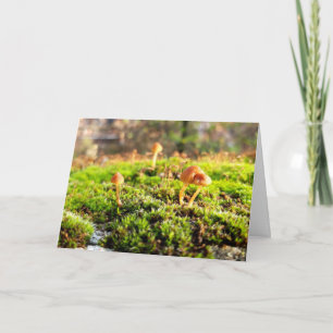 Carte Mousses et lichens avec de minuscules champignons
